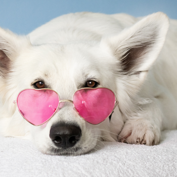 How to Start A Pet Shop from Scratch Photo by Simona Kidrič from Pexels